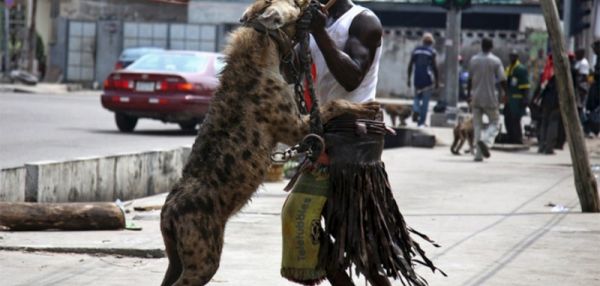 10 самых необычных домашних животных