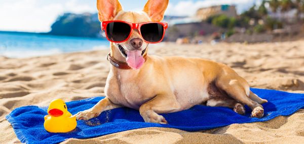 За границу - с домашним животным - Что необходимо для вывоза домашнего животного