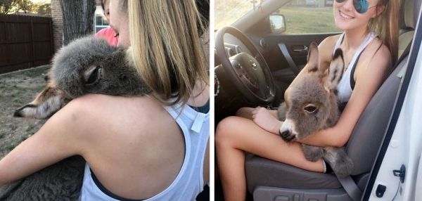 Старшеклассница приютила и выходила брошенного маленького ослика