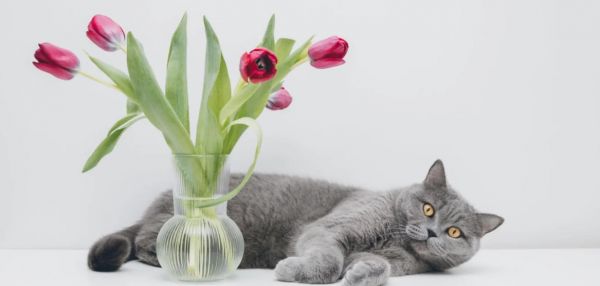 Яд в букете: чем тюльпаны опасны для кошек