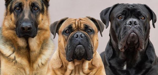 9 пород собак с развитым охранным инстинктом