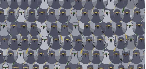 Кот спрятался среди голубей — теперь в соцсетях не могут его найти