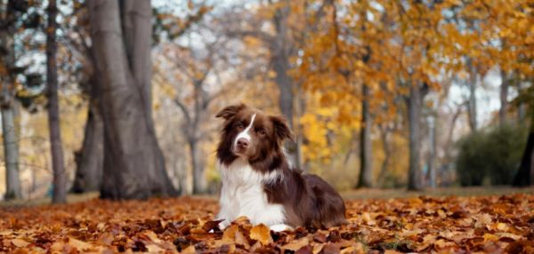 Осенние прогулки с собакой: как сохранить радость и безопасность в сезон ярких красок