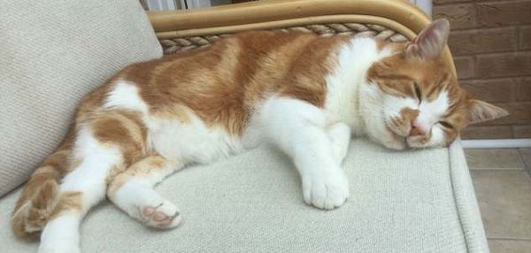 Потерявшийся кот вернулся к семье спустя 10 лет