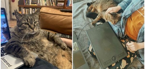 «Хозяин, хватит работать!»: 30 пушистых помощников на карантине