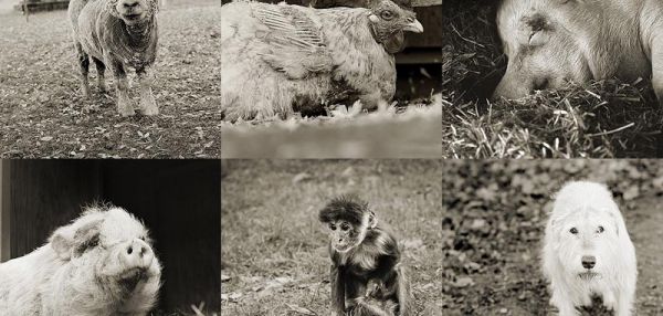 Фотопроект Исы Лешко «Пожилые животные»