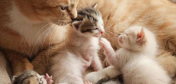 Можно ли брать кошку за шкирку: развенчиваем миф