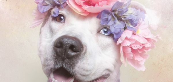 Сила цветов: обратная сторона питбулей