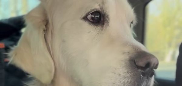 История Арчи: сколько чудес рождается, когда люди неравнодушны