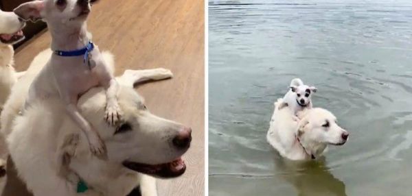 Чихуахуа приучился кататься верхом и плавать на своем друге лабрадоре