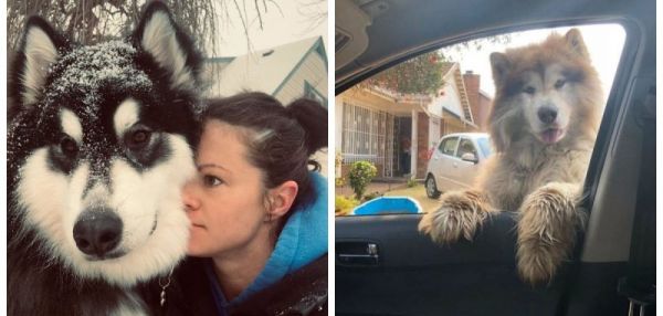 20 фото очаровательных аляскинских маламутов, которые поднимут вам настроение