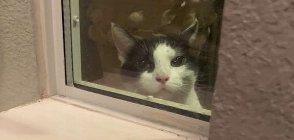 Крайне настойчивый кот преследовал девушку несколько дней и пытался проникнуть в ее дом