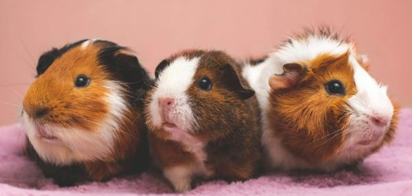 13 фактов о морских свинках, которые стоит знать «до»