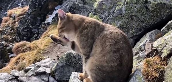 Парень залез на самую высокую гору польши и увидел там... вылизывающегося кота