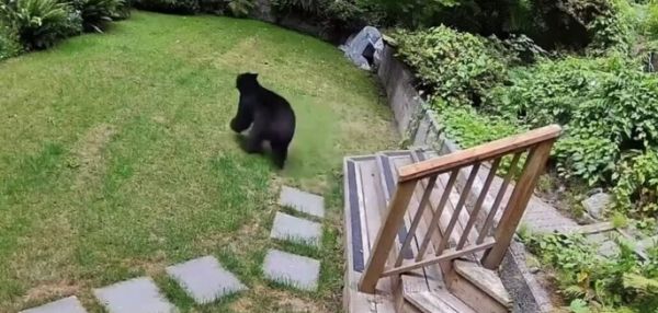 Погоня шпица за медведем, который пробрался в дом