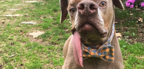 Некрасивый пес из пуэрто-рико наконец нашел себе хозяев