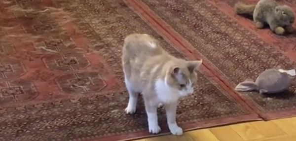 20-летний кот думает, что он все еще котенок