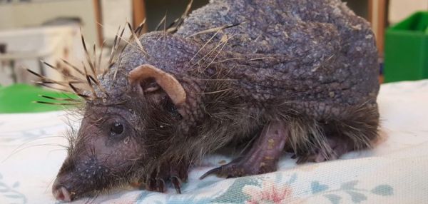 Облысевшему ежику прописали мягкий массаж с алоэ, чтобы отросли иголки