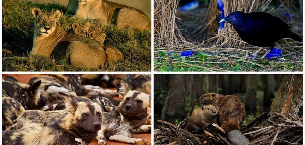 Самые трудолюбивые животные