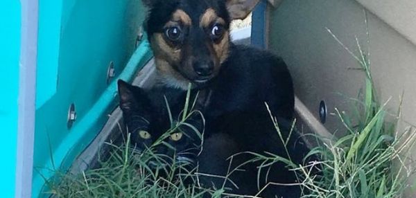 Бездомные кот и собака вместе спасались от холода и вместе попали в приют