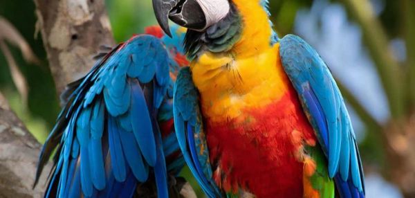 Птица в доме: 5 причин завести пернатого друга