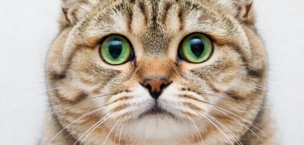 Благодарность без слов: как кошки говорят «спасибо»