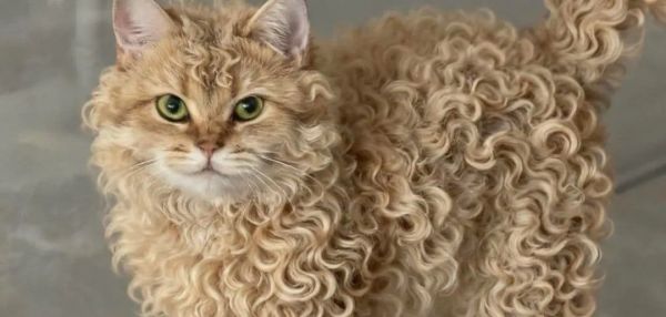 Кошка с идеальными кудряшками покорила соц сети