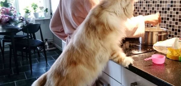 На что похожа жизнь в доме с огромным мейн-куном