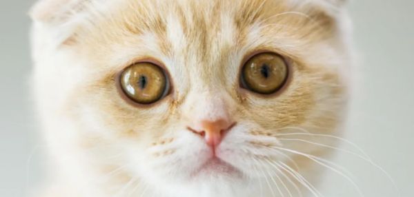 Как выбрать идеальный лоток для кошки: полное руководство для заботливого хозяина