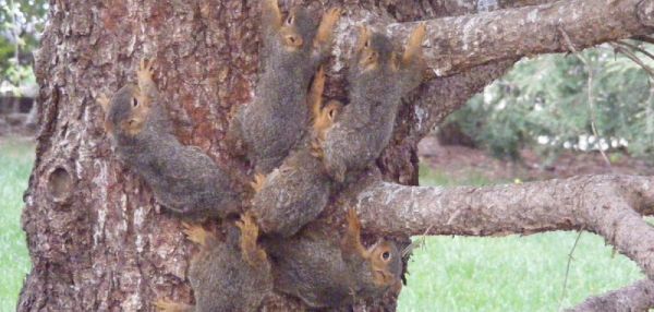 Житель Небраски обнаружил "беличьего короля"