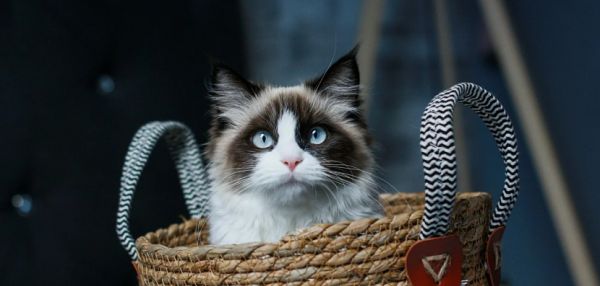 Самые нежные кошки: топ-10 пушистых компаньонов