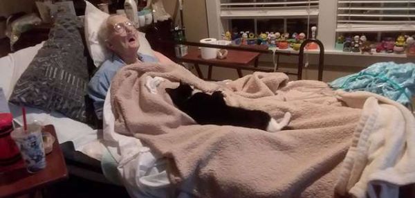 Преданная кошка не отходила от умирающей бабушки, а потом продолжала приносить ей подарки