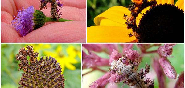 Чудеса мимикрии: Гусеница-цветок