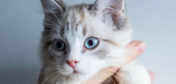 Можно ли брать кошку за шкирку: развенчиваем миф