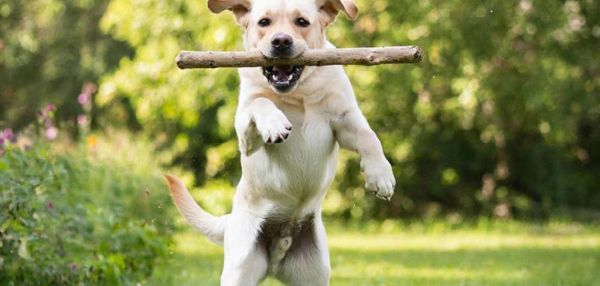 Что делать, если собака постоянно требует внимания