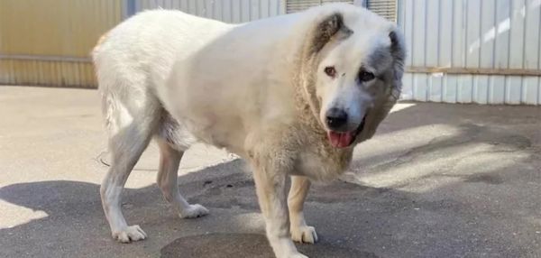 Ветеринары рассказали о псе Кругетсе, похудевшем на 50 килограммов