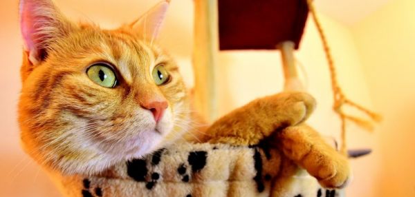 Кот, который спас своего хозяина от удушья, и другие удивительные поступки домашних питомцев