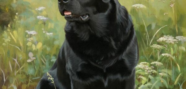 Лабрадор-ретривер: собака с золотым сердцем