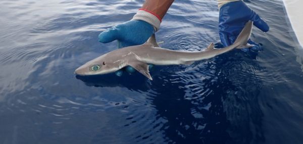 В США нашли новый вид маленьких акул, которые выглядят очень симпатично