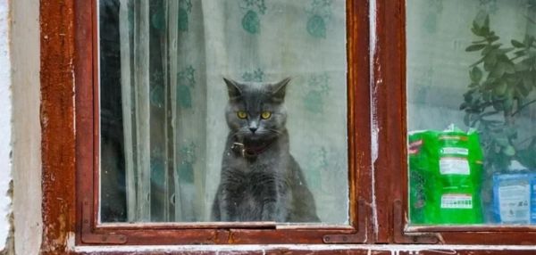 Барсик в отпуске. Сколько стоят зоогостиницы в Москве и что там делают