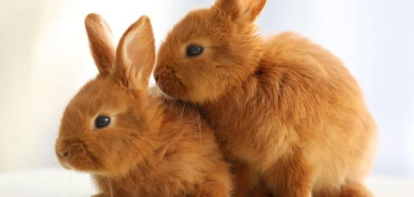 Стоит ли заводить кролика: 10 вещей, о которых стоит знать «до»