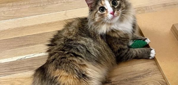 Кошка пришла к людям и попросила о помощи — она была не одна