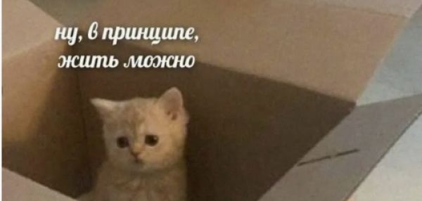 Тайна картонных укрытий: что манит кошек в простые коробки?