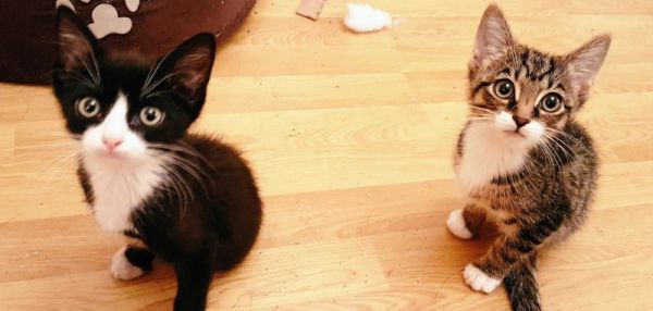 Четыре лапы на двоих: котята родились с редким дефектом, но это не мешает им бегать и прыгать