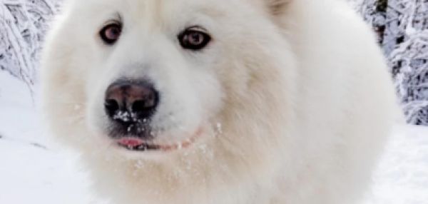 5 пород собак, которые похожи на белого медведя
