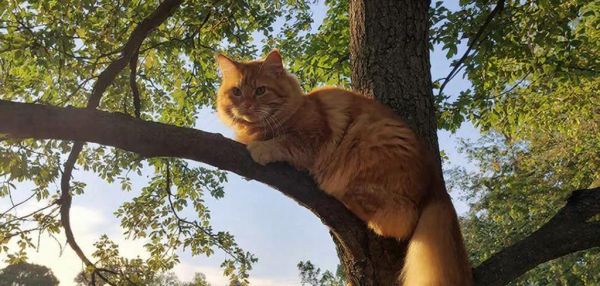 Почему кошки залезают на деревья, но не могут слезть сами