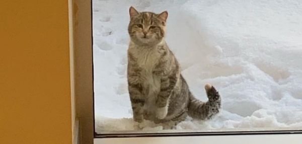 Уличная кошка отчаянно просилась в гости к пожарным и получила постоянный дом