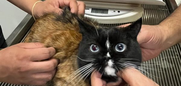 Родился в рубашке: кот с очень странным окрасом удивил Сеть