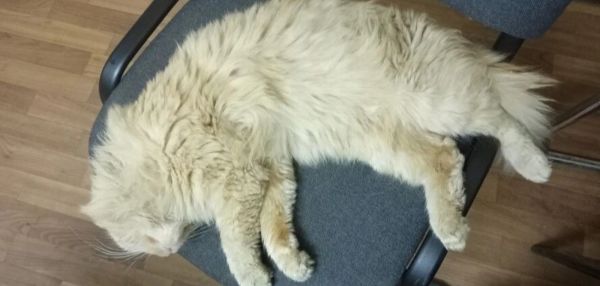 Кот преодолел 10 км, чтобы вернуться туда, где он работал