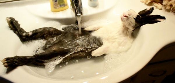 15 купающихся зверей, которые обязательно заставят вас улыбнуться